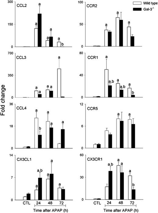FIGURE 6. Effects of APAP intoxication on expression of chemokines and chemokine receptors. mRNA was prepared from liver samples collected 24–72 h after treatment of wild-type and Gal-3−/− mice with APAP or PBS control (CTL), and analyzed by RT-PCR. Data were normalized to 18S RNA and presented as fold change relative to PBS control. Each bar represents the mean ± SE (n = 3–8 mice). aSignificantly different (p < 0.05) from CTL. bSignificantly different (p < 0.05) from wild-type mice.