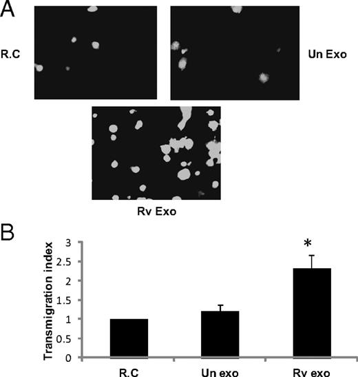 FIGURE 3. Exosomes from H37Rv-infected cells induce transmigration of CFSE-labeled BMMs. BMMs seeded in the bottom chamber of a six-well Transwell plate were left untreated or treated with sucrose gradient-purified exosomes at 40 μg/ml for 16 h. CSFE-labeled BMMs were added to the upper chamber and allowed to migrate for 2 h. (A) Fluorescent cells that migrated to the bottom of the filter were visualized by fluorescent microscopy (original magnification ×20). (B) Cells in 10 random fields were counted, and the transmigration index was calculated as a ratio of migration in the presence and absence of exosome stimulation. Results are the mean of three separate experiments + SD. *Indicates statistical difference when compared with untreated cells/RCs. p ≤ 0.05.