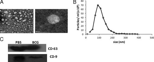 FIGURE 5. Isolation of exosomes from M. bovis BCG-infected mice. C57BL/6 mice were infected with 1 × 106 CFU of M. bovis BCG or were injected with PBS as control. Exosomes were isolated from mouse serum, using ExoQuick, and were quantified by bicinchoninic acid. The exosomes were characterized morphologically by TEM (A) or by NanoSight (B). The exosome pellet resuspended in radioimmunoprecipitation assay buffer was loaded on SDS-PAGE gel and probed for exosome markers CD63 and CD9 (C).