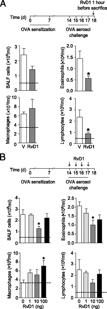 FIGURE 1. RvD1 decreases allergic lung inflammation. (A) Mice were sensitized and challenged with OVA prior to one dose of RvD1 (10 ng, i.v.) or vehicle 1 h before BAL on protocol day 18 (top panel). Total leukocytes and leukocyte subsets were enumerated (see Materials and Methods). (B) A second cohort of sensitized and challenged mice received RvD1 (1–100 ng, i.v.) or vehicle (V) 30 min prior to OVA aerosol challenge on 4 successive d (protocol days 14–17) (top panel), and BALF leukocytes were enumerated on protocol day 18. The dashed black line indicates the cells from OVA-naive, nonallergic control mice. Results represent the mean ± SEM of two or more independent experiments with three or more mice per group per experiment. *p < 0.05 versus vehicle.