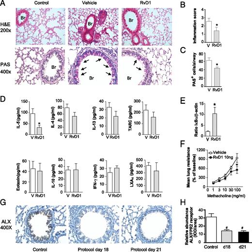 FIGURE 2. RvD1 prevents the development of allergic airway responses. Allergen-sensitized mice received RvD1 (10 ng, i.v.) or vehicle 30 min prior to OVA aerosol challenge on 4 successive d (protocol days 14–17). (A) On protocol day 18, lung tissue inflammation was assessed by H&E staining (original magnification ×200), and the presence of mucus metaplasia was determined by PAS reagent (original magnification ×400) staining of lung sections. Arrows indicate mucus-containing (magenta) goblet cells. Quantitative measures of inflammation (B) and mucus metaplasia (C) were determined in lung sections (see Materials and Methods). BALF levels of peptide and lipid mediators were measured by immunoassay (D), and lung IκBα was determined by Western blotting (E) (see Materials and Methods). (F) Mean lung resistance (percent of baseline) after aerosolized methacholine was determined by Flexivent (see Materials and Methods). (G) Representative images for identification of ALX/FPR2 receptors by immunohistochemistry in lung sections from control mice and protocol days 18 and 21 (original magnification ×400). (H) Relative abundance of lung ALX/FPR2 staining in the lung. Results represent the mean ± SEM of two or more independent experiments with three or more mice per group per experiment. *p < 0.05 versus vehicle, #p < 0.05 versus control. Br, Bronchus.