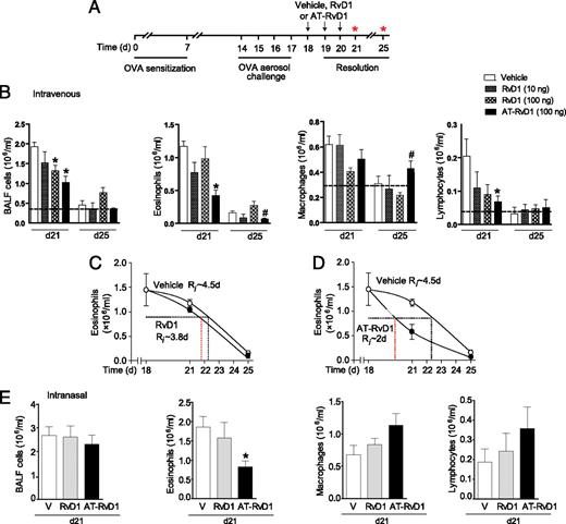FIGURE 3. RvD1 and AT-RvD1 promote the resolution of airway inflammation. RvD1 (10 or 100 ng), AT-RvD1 (100 ng), or vehicle was administered (i.v.) to OVA-sensitized and -challenged mice on protocol days 18–20 after cessation of OVA exposure (A), and BALF total cells, eosinophils, macrophages, and lymphocytes were evaluated on protocol day 21 (B). The dashed black line indicates the cells from OVA-naive, nonallergic control mice. The resolution interval (Ri) for RvD1 (100 ng) (C) and AT-RvD1 (100 ng) (D) for BALF eosinophils was determined. (E) RvD1 (100 ng), AT-RvD1 (100 ng), or vehicle was administered directly to the airway (intranasal) in OVA-sensitized and -challenged mice on protocol days 18–20 after cessation of OVA exposure. BALF total cells, eosinophils, macrophages, and lymphocytes were evaluated on protocol day 21. Results represent the mean ± SEM for two or more independent experiments with three or more mice per group per experiment. *p < 0.05 versus vehicle, #p < 0.05 versus RvD1.