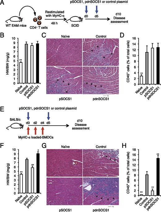 FIGURE 8. pSOCS1 administration inhibited the development of myocarditis induced by cardiac Ag-loaded BMDC injection but not by heart-specific CD4+ T cells. (A–D) CD4+ T cells were purified from diseased mice and restimulated in vitro with MyHC-α for 48 h before transfer into SCID recipients. pSOCS1, pdnSOCS1, or control plasmid was injected on days 0 and 5 after the transfer. Heart-to-body weight ratios (B; n = 5 mice/group), representative H&E-stained sections of hearts (C), and results of flow cytometry analysis of CD45+ heart infiltrates (D; n = 5 mice/group) of naive and adoptive transferred mice at day 10. Arrowheads indicate infiltrating cells. Scale bar, 50 μm. (E–H) Mice were immunized with activated MyHC-α– or control OVA peptide-pulsed DCs on days 0, 2, and 4. Mice immunized with MyHC-α–pulsed DCs were treated with pSOCS1, pdnSOCS1, or control plasmid on days 0 and 5. Heart-to-body weight ratios (F; n = 6–12 mice/group), representative H&E-stained sections of hearts (G), and results of flow cytometry analysis of CD45+ heart infiltrates (H; n = 5 mice/group) of naive and transferred mice at day 10. Arrowheads indicate infiltrating cells. Scale bar, 50 μm. Data are expressed as means ± SEM. Data are representative of at least two independent experiments. *p < 0.05, **p < 0.01 compared with control.