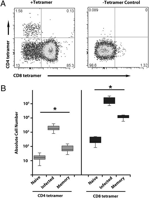 FIGURE 6. Endogenous T cell response to C. trachomatis infection. T cells specific for C. trachomatis were isolated from naive, infected, or memory mice via magnetic isolation and tetramer pulldown. (A) Representative plot for isolation of tetramer-specific and negative control at the peak of primary infection. The axis identifies CD4+ and CD8+ T cells specific for CTA-1 and CrpA, respectively. (B) Absolute number of pathogen-specific tetramer-positive CD4+ and CD8+ T cells isolated from naive, primary infected, and memory mice. *p < 0.05.