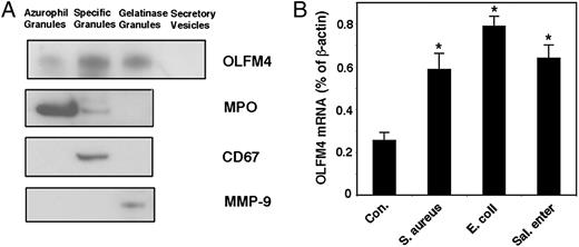 FIGURE 1. OLFM4 is a neutrophil granule protein that responds to bacterial infection. (A) Western blotting was performed to detect OLFM4, MPO, CD67, and MMP-9 in human peripheral blood neutrophil granule subsets. (B) Quantitative reverse transcriptase PCR was performed to detect OLFM4 mRNA expression in human peripheral blood neutrophils incubated in vitro in the presence or absence of S. aureus, E. coli, or S. enterica (Sal. enter) infection for 6 h (neutrophil/bacteria = 1:10). Data represent expression relative to β-actin expression and are expressed as mean ± SD (n = 3). *p < 0.05 when compared with control (Con.).