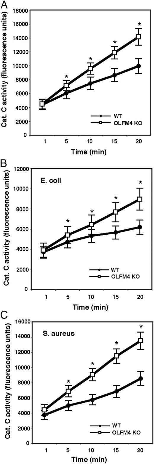 FIGURE 4. Neutrophils from OLFM4−/− mice display enhanced activities of cathepsin C. Neutrophils (5 × 106) derived from bone marrow of WT and OLFM4−/− (OLFM4 KO) mice were incubated in vitro without (A) or with E. coli (5 × 107) (B) or S. aureus (5 × 107) (C) for 1 h. Cells were lysed in cathepsin C lysis buffer, and equal amounts of lysates were used for cathepsin C activity assays. The cathepsin C activities in neutrophils from OLFM4 KO mice were significantly higher than those from WT mice (*p < 0.01) in the absence or presence of bacterial challenge. Data are expressed as mean ± SD (n = 3).