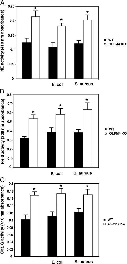 FIGURE 5. Neutrophils from OLFM4−/− mice display enhanced activities of serine proteases. (A) Cells were lysed in serine protease lysis buffer, and equal amounts of lysates were used for neutrophil elastase (NE) activity assay using methoxysuccinyl-Ala-Ala-Pro-Val-p-nitroanilide as a substrate at room temperature for 30 min. The absorbance at 410 nm was measured. *p < 0.05 when compared with WT. (B) Cells were lysed in serine protease lysis buffer, and equal amounts of lysates were used for proteinase-3 (PR-3) activity assay using Boc-Ala-Ala-Nva-SBzL as a substrate at room temperature for 30 min. The absorbance at 320 nm was measured. *p < 0.05 when compared with WT. (C) Cells were lysed in serine protease lysis buffer, and equal amounts of lysates were used for cathepsin G (Cat. G) activity assay using N-succinyl-Ala-Ala-Pro-Phe-p-nitroanilide as a substrate at room temperature for 30 min. The absorbance at 410 nm was measured. *p < 0.05 when compared with WT. All data are expressed as mean ± SD (n = 3).