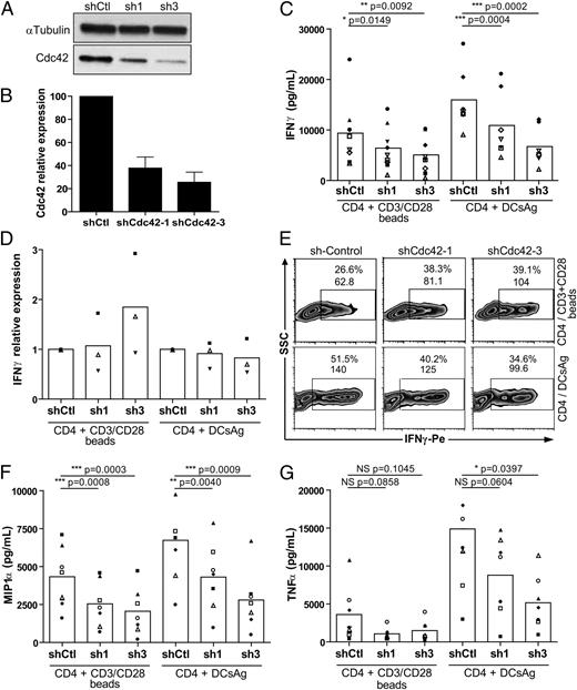 FIGURE 1. Cytokine secretion by human primary T cells is inhibited by Cdc42 silencing. Primary CD4+ T cells were activated with anti-CD3 plus anti-CD28 and IL-2, transduced with lentiviral vectors encoding Control (shCtl)l or Cdc42-specific shRNAs (shCdc42-1 and shCdc42-3), and selected with puromycin. Cells were used 4 d after infection. (A and B) Expression of Cdc42 was checked by Western blot analysis (A) (representative experiment) and quantified as a percentage of Cdc42 expression in T cells expressing shCtl (B) (n = 10 experiments). (C–G) Transduced CD4+ T cells were activated for 6 h in the presence of anti-CD3 plus CD28-coated beads (ratio 1:1) or autologous monocyte-derived dendritic cells pulsed with three superantigens (SEE plus staphylococcal enterotoxin B plus toxic shock syndrome toxin 1) at 1 ng/ml (DCsAg). IFN-γ productions were measured in the supernatants by ELISA (C), quantitative PCR (D), or intracellular FACS analysis (E) (one representative experiment of four). MIP-1α (F) and TNF-α (G) concentrations in the supernatants were measured by cytometric bead assay. Each dot represents one donor. Statistical analysis was performed by a paired t test.