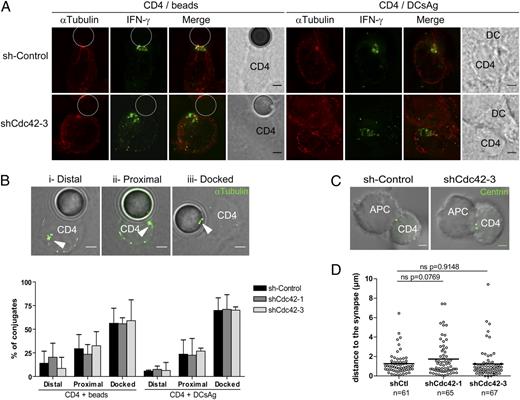 FIGURE 2. IFN-γ and centrosome polarity at the IS are not affected by Cdc42 silencing. (A) CD4+ human T cells expressing a control shRNA or two Cdc42-specific shRNAs were set on coverslips with anti-CD3 plus CD28-coated beads or DCs pulsed with superantigens for 6 h, fixed, permeabilized, and labeled with anti–α-tubulin and anti–IFN-γ Abs to visualize the MTOC (maximal α-tubulin signal) and localization of IFN-γ–containing vesicles. (B) Quantification of MTOC polarization observed for control and Cdc42-silenced T cells (shCtl, black; shCdc42-1, dark gray; shCdc42-3, light gray) from data analyzed blindly on three-dimensional projections of z-stacks of α-tubulin staining showing the percentage of conjugates with a distal, proximal, or docked MTOC (CD4 plus beads: n = 47 for shCtl, 28 for sh1, 45 for sh3; CD4 with SEE plus staphylococcal enterotoxin B plus toxic shock syndrome toxin 1 [DCsAg]: n = 88 for shCtl, 31 for sh1, 88 for sh3). (C and D) Raji B cells pulsed with SEE (100 ng/ml) were set on coverslips for 30 min and centrin 1-GFP Jurkat cells transduced with shCtl or shCdc42-3 were added. Conjugates were allowed to establish for 30 min and fixed. Distance of the centrin labeling to the synapse was measured and plotted in (D). Scale bars, 2 μm. Statistical analysis was performed by an unpaired t test.