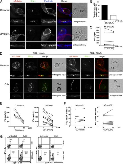 FIGURE 3. MTOC polarity at the synapse is not required for IFN-γ secretion by T cells, but microtubule polymerization is required. (A–C) MTOC polarity is not required for IFN-γ secretion. CD4+ human T cells were left untreated (filled squares) or pretreated for 5 min with 12.5 μM PKCζ inhibitor and cocultured in the presence of the inhibitor with autologous DCs pulsed with a mixture of SEE plus staphylococcal enterotoxin B plus toxic shock syndrome toxin 1 (DCsAg), at 100 ng/ml, for 6 h on coverslips (A, B) or for 20 h in 96-well plates (C). (A) Cells were labeled with Abs against α-tubulin, IFN-γ, and phalloidin to stain the polymerized actin. Single and merged immunofluorescences are shown. Representative three-dimensional projections of z-stacks and orthogonal views of the synaptic zones are shown. Scale bars, 2 μm. (B) Quantification of MTOC polarity in conjugates formed with untreated (filled bar) or treated T cells (open bar). (C) IFN-γ concentrations in the supernatants (ELISA). Each dot represents one donor. Statistical analysis was performed by a paired t test. (D–G) Microtubule polymerization controls IFN-γ secretion. CD4+ human T cells were left untreated (▪) or pretreated for 5 min with 50 μg/ml colchicine (ColX; ▴) and activated with anti-CD3 plus CD28-coated beads or autologous DCs pulsed with a mixture of superantigens at 100 ng/ml (CD4/DCsAg). (D) Cells were fixed after 8 h and labeled with Abs against α-tubulin and IFN-γ. Representative three-dimensional projections of z-stacks and orthogonal views of the synaptic zones are shown. Scale bar, 2 μm. (E) IFN-γ productions were measured in the supernatants by ELISA or (F) quantitative PCR or (G) intracellular FACS analysis (one representative experiment of six). Statistical analysis was performed by a paired t test.