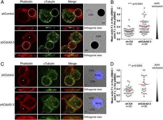FIGURE 4. Cdc42 controls actin depletion at the IS. CD4+ human T cells expressing a control shRNA or a Cdc42-specific shRNA were set on coverslips with anti-CD3 plus CD28-coated beads (A, B) or Raji B cells (blue) pulsed with a mixture of superantigens (BsAg) (C, D) for 6 h, fixed, permeabilized, and labeled with anti–α-tubulin Abs and phalloidin. (A and C) Representative merge immunofluorescence projections and orthogonal views of the synaptic zones are shown. Quantification of the phalloidin labeling, that is, polymerized actin inside the synapse versus in the peripheral zone, was performed on orthogonal projections of the synaptic zones as described in Supplemental Fig. 3. Dot plots of the ratios are shown in (B) and (D). Scale bars, 2 μm. Statistical analysis was performed by an unpaired t test.