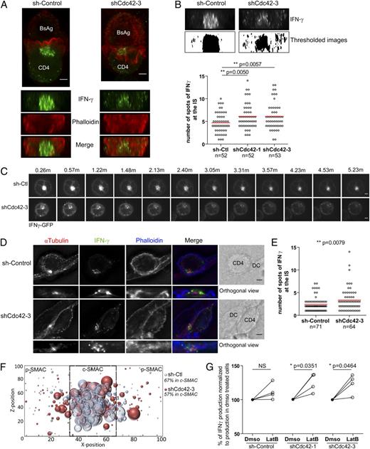 FIGURE 5. Recruitment and secretion of IFN-γ–containing vesicles at the IS requires Cdc42-dependent actin remodeling. (A–C) Jurkat cells were transduced with a control shRNA or with Cdc42-specific shRNA together with an IFN-γ-GFP–encoding vector. Raji B cells pulsed with SEE (100 ng/ml) were set on coverlips for 30 min and transduced Jurkat cells were added. Conjugates were allowed to establish for 30 min, fixed, permeabilized, and stained for polymerized actin (phalloidin, red). (A) Upper panels, Representative images of the three-dimensional projection xy plane with the transduced Jurkat cell at the bottom and Raji cell at the top. Bottom panels, Orthogonal views of the synaptic zones for the IFN-γ, phalloidin, and merge labeling. (B) Orthogonal views of IFN-γ staining at the interface of the conjugates were treated by ImageJ software. To quantify dispersion of IFN-γ labeling at the synapse, the same threshold was applied on 8-bit images of control and silenced T cells, and quantification of the number of spots >4 pixels was done using the “Analyze particles” function of ImageJ software. Dot plots of the number of spots in control and Cdc42-silenced Jurkat cells in conjugates with SEE-pulsed Raji B cells are shown. Statistical analysis was performed with an unpaired t test. (C) Dynamic imaging of IFN-γ recruitment in spread Jurkat cells. Cells were set on an anti-CD3–coated glass plates and placed at 37°C onto the chamber of a spinning disk microscope. Individual frames of the movies are shown; they present the z-plane closest to the coverslip. Movies corresponding to these images are shown in Supplemental Movies 1 and 2, respectively. Scale bars, 2 μm. (D–F) Primary CD4+ T cells expressing a control shRNA or a Cdc42-specific shRNA. (D) Cells were set on coverslips with autologous DCs pulsed with a mixture of superantigens for 6 h, fixed, permeabilized, and labeled with Abs against IFN-γ, α-tubulin, and phalloidin. Scale bars, 2 μm. Representative immunofluorescence of z-projections and orthogonal views of the synaptic zones are shown. (E) Quantification of the dispersion of IFN-γ labeling at the IS between control or Cdc42-silenced primary T cells and superantigen-pulsed DCs. Statistical analysis was performed by an unpaired t test. (F) Average graph of the thresholded images of the orthogonal views used for quantification in (E) showing IFN-γ labeling in 71 IS formed by shCtl (blue)- and 64 IS formed by shCdc42-3 (red)- expressing cells. Percentage of spots in the central zone (cSMAC) is shown. (G) Cells were activated with anti-CD3 plus CD28-coated beads for 6 h. Vehicle (DMSO) or latrunculin B (50 nM) was added for the last 3 h cocultures. IFN-γ concentrations were measured in the supernatants (ELISA) and expressed as a percentage of IFN-γ production in vehicle-treated T cells in each condition. Each dot represents one donor. Statistical analysis was performed by a paired t test.