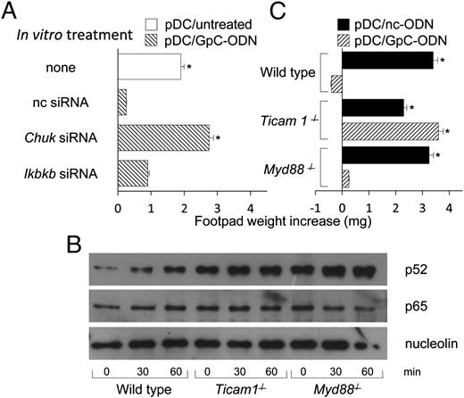 FIGURE 4. TRIF-mediated activation of noncanonical NF-κB by GpC-ODN in pDCs. (A) CD8– DCs were admixed with 5% pDCs treated in vitro with siRNAs before GpC-ODN addition, and the cell mixture was pulsed with HY peptide and injected into recipient mice to be assayed for skin test reactivity at 2 wk. Controls included unconditioned pDCs admixed with a majority fraction of CD8– DCs. *p < 0.005 (experimental versus control footpads in one of three experiments). (B) pDCs were purified from wild-type, Ticam1−/−, or Myd88−/− mice and stimulated with GpC-ODN. At the indicated times, nuclear extracts were obtained for immunoblotting analysis with specific Abs to NF-κB subunits p52 or p65. One experiment representative of three. (C) In a skin test assay similar to that depicted in (A), wild-type CD8– DCs were admixed with 5% pDCs from either wild-type, Ticam1−/−, or Myd88−/− mice and treated in vitro with GpC-ODN or negative control ODN (nc-ODN) before HY peptide pulsing and injection in vivo. One experiment representative of three. *p < 0.005 (experimental versus control footpads).