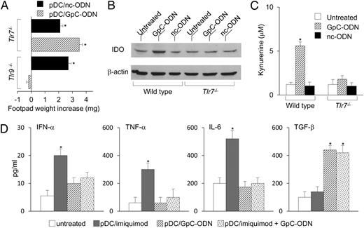 FIGURE 5. TLR7 involvement in the GpC-ODN effect on pDCs for IDO induction and activity. (A) Wild-type CD8– DCs were admixed with 5% pDCs from Tlr7−/− or Tlr9−/− mice stimulated with GpC-ODN or negative control ODN (nc-ODN), and the cell mixture was pulsed with the HY peptide and then injected into recipient mice to be assayed for skin test reactivity at 2 wk. One of three experiments. *p < 0.005 (experimental versus control footpads). (B) Wild-type or Tlr7−/− pDCs were exposed to GpC-ODN or negative control ODN, both at 1 μg/ml. IDO protein expression was assayed at 24 h by immunoblot analysis. Blots were stripped and reprobed with anti–β-actin Ab. The results are representative of several experiments. (C) l-kynurenine production was measured by HPLC at 18 h in culture supernatants of pDCs treated as in (B). Means ± SD of three independent experiments. *p < 0.05. (D) pDCs were cultured in the copresence of equimolar concentrations of GpC-ODN and imiquimod to be assayed for cytokine production (indicated). Means ± SD of three independent experiments. *p < 0.05–0.01.