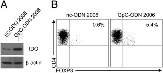 FIGURE 6. Conditioning of human FL-DCs by a GpC-containing ODN. (A) FL-DCs were exposed to modified GpC-ODN 2006 (1 μg/ml) or negative control ODN (nc-ODN) overnight. IDO protein expression was assayed at 24 h by immunoblot analysis. Blots were stripped and reprobed with anti–β-actin Ab. The results are representative of three experiments. (B) GpC-ODN–stimulated or negative control ODN-stimulated FL-DCs were cocultured with CD4+ T cells for 4 d, and FOXP3 expression was assessed by cytofluorimetric analysis. Numbers represent percentages of FOXP3+ cells.