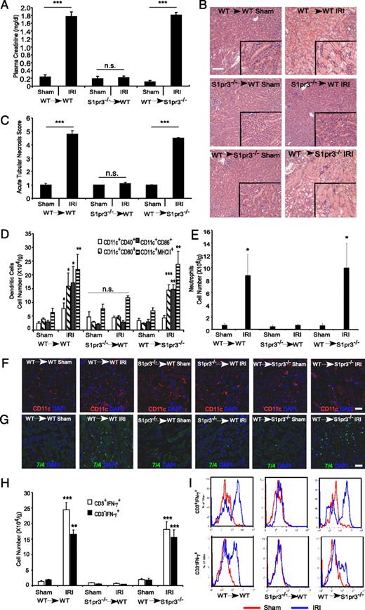 FIGURE 2. Kidneys of mice with S1P3-deficient BM-derived cells (S1pr3−/−→WT) are protected from IRI. Kidney IRI (28 min ischemia, 24 h reperfusion) was performed in BM chimeric mice: WT→WT, S1pr3−/−→WT and WT→ S1pr3−/−. (A) Plasma creatinine levels (n = 8–10/group). ***p < 0.001. (B) H&E staining of kidney sections after IRI; insets show a ×2.5 magnified image. Scale bar, 100 μm. (C) Semiquantitative measure of tubular injury in H&E-stained kidney sections using a scale of 0–5 as described in Materials and Methods (n = 8–10/group). ***p < 0.001. (D) FACS analysis of DC subsets of total live (7-AAD−) leukocytes (CD45+) (n = 6–8/group). *p < 0.05, **p < 0.01, and ***p < 0.001 versus respective sham-operated mice. (E) FACS analysis of total live neutrophils (CD11b+GR-1high) (n = 6–8/group). *p < 0.05 versus respective sham-operated mice. (F and G) Immunofluorescence labeling of DCs (CD11c; red) (F) in the kidney outer medulla or neutrophils (7/4, green) or (G) in kidney sections of chimeric mice after sham or IRI; nuclei are labeled with DAPI (blue). Scale bars, 40 μm. (H) FACS analysis of T cell (CD3+) and non-T cell (CD3−) subsets of total live IFN-γ–producing leukocytes in kidney after IRI (n = 6–8/group). **p < 0.01 and ***p < 0.001 versus respective sham-operated mice. (I) Representative histograms (total live leukocytes gated on CD3+ and CD3− cells that produce IFN-γ) show a rightward shift after IR (red) compared with sham (blue), indicative of increased IFN-γ–producing cells in WT→WT and WT→S1pr3−/− mice but not in S1pr3−/−→WT mice. Data are expressed as means ± SEM.