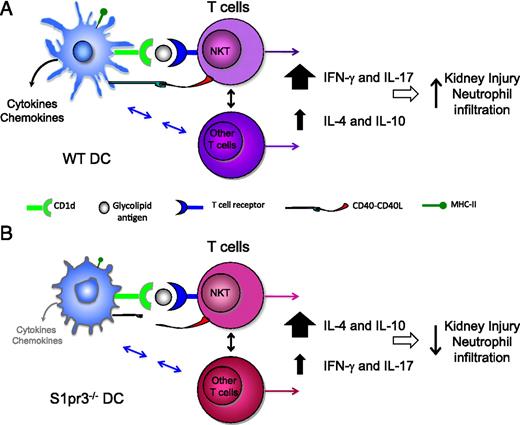 FIGURE 8. Absence of S1P3 in DCs polarizes T cells to a Th2 phenotype in kidney IRI. In kidney IRI, (A) WT DCs via their class I-like CD1d molecule present endogenous glycolipid or α-GalCer to NKT cells and along with CD40 costimulatory molecule–CD40L interaction cause– NKT cell activation. Additionally, DCs can interact with and activate conventional T cells and regulatory T cells through a variety of mechanisms. Activated NKT cells produce large amounts of IFN-γ (Th1 response), leading to neutrophil infiltration and kidney injury. (B) DCs lacking S1P3 (S1pr3−/− DCs) also present endogenous glycolipid or α-GalCer to NKT cells via their class I-like CD1d molecule but have reduced CD40 and cytokine/chemokine expression after kidney IRI. NKT cells stimulated by α-GalCer–loaded S1pr3−/− DCs produce large amounts of IL-4 (Th2 response) and IL-10 with low to minimal IFN-γ (Th1) and IL-17. Similarly, S1pr3−/− DCs in mice subject to kidney IRI may also fail to induce a Th1 response in conventional T cells and hence promote increased IL-4 production by conventional T cells. High levels of IL-4 result in less neutrophil infiltration and less kidney injury. Neutralization of IL-4 with blocking mAb reverses this protective effect of IL-4 in S1pr3−/− mice, leading to more kidney injury. The present studies focused on DC/NKT interactions in IRI, but other mechanisms, such as reduced IL-17 or increased IL-10, may also contribute to protection in S1pr3−/− mice and in WT mice treated with S1pr3−/− DCs prior to IRI. Mechanisms underlying the beneficial effects of S1pr3−/− DCs administered after established IRI have not yet been identified and could include enhanced repair processes.