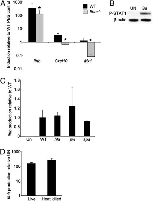 FIGURE 1. Activation of type I IFNs by S. aureus in BMDCs. (A) S. aureus USA300 was incubated with BMDCs from WT and IFNAR null mice and levels of gene expression assessed by qRT-PCR. (B) Phosphorylation of STAT1 detected using immunoblots from WT BMDCs stimulated with S. aureus for 2 h. β-Actin was used as a loading control. (C) WT BMDCs were incubated with WT and mutant strains of S. aureus USA300 and levels of Ifnb assessed by qRT-PCR. (D) Assessment of Ifnb induction of live versus heat-killed S. aureus USA300 using WT BMDCs. Results are representative of two independent experiments. Graphs display means and SD. *p < 0.05 (n = 3, Student t test). UN, Unstimulated; Sa, S. aureus.