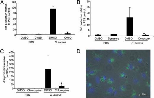 FIGURE 3. Uptake of S. aureus is required for type I IFN production. (A–C) WT BMDCs were stimulated with S. aureus USA300 in the presence of (A) cytochalasin D (cytoD), (B) dynasore, or (C) chloroquine compared with a DMSO control (n = 6). (D) FITC-labeled S. aureus USA300 (green) visualized inside WT BMDCs; cell nuclei are stained with DAPI (blue). Graphs display means and SD and are representative of two independent experiments. *p < 0.05.