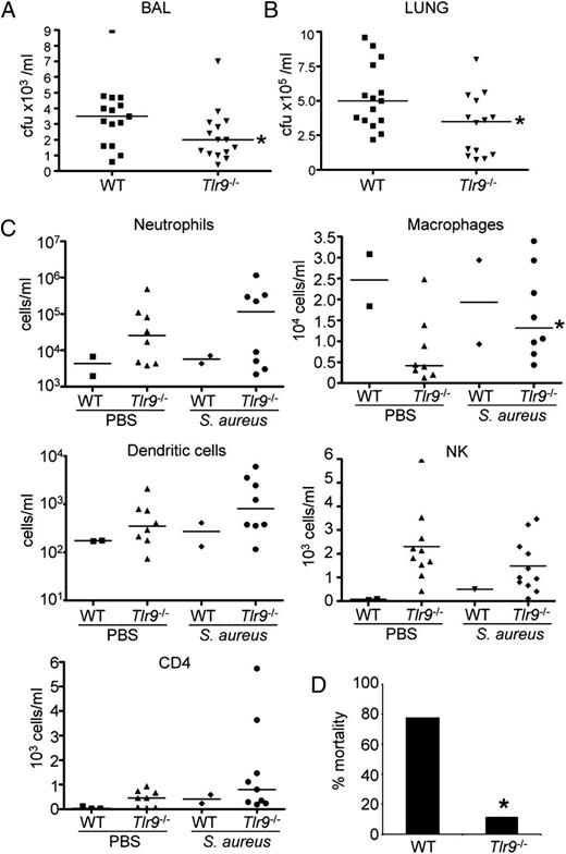 FIGURE 5. TLR9 knockout mice have improved clearance of S. aureus from the airways. Mice were inoculated intranasally with S. aureus USA300 and the response to infection assessed 24 h later. (A and B) Bacteria were enumerated from (A) BALF and (B) lung homogenate. (C) Cell populations were determined using FACS analysis from bronchoalveolar lavage samples. (D) WT and Tlr9−/− mice were infected with 1 × 108 to 2 × 108 CFU and assessed for mortality 20 h later (n = 8, WT; n = 9, Tlr9−/−). Each point represents a mouse. Lines display median values. *p < 0.05.