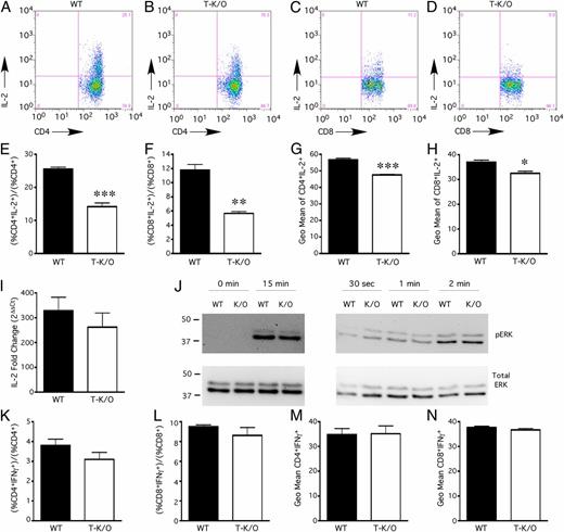 FIGURE 8. SLP-2 deficiency in T cells induces a posttranscriptional defect in IL-2 production. (A–H) Naive splenocytes from WT (black bars) or SLP-2 T-K/O (white bars) mice were analyzed for intracellular IL-2 staining in response to anti-CD3 and anti-CD28 stimulation using flow cytometry for CD4, CD8, and IL-2. (A and B) Representative CD4 and IL-2 populations. (C and D) Representative CD8 and IL-2 populations. Plots show the percentage of CD4 or CD8 cells expressing IL-2 (E, F, respectively) or the geometric mean of the IL-2–PE stain in CD4+IL-2+ or CD8+IL-2+ populations (G, H, respectively). (I) Real-time PCR analysis of IL-2 mRNA in WT (black bars) and SLP-2 T-K/O (white bars) cells from same samples as in (A)–(D). (J) Lymph nodes were isolated from OVA-immunized WT and SLP-2 T-K/O mice and stimulated with anti-CD3/anti-CD28 for the indicated times. Cells were lysed, and ERK phosphorylation was measured by Western blotting. Total ERK levels were measured as a loading control. (K–N) Naive splenocytes from WT (black bars) or SLP-2 T-K/O (white bars) mice were analyzed for intracellular IFN-γ staining in response to anti-CD3 and anti-CD28 stimulation using flow cytometry for CD4, CD8, and IFN-γ. Plots show the percentage of CD4+ or CD8+ cells expressing IFN-γ (K, L, respectively) or the geometric mean of the IFN-γ–FITC stain in CD4+IFN-γ+ or CD8+IFN-γ+ populations (M, N, respectively). All plots represent an average of four mice and are representative of three independent experiments. *p < 0.05, **p < 0.01, ***p < 0.001.