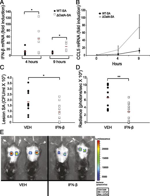 FIGURE 6. IFN-β production is suppressed during in vivo S. aureus infection, and adding exogenous IFN-β enhances protection. (A and B) Mice were injected s.c. with 1 × 107 CFU/ml WT-SA or ΔOatA-SA (3 mice/group, 2 lesions/mouse, n = 6 lesions/group). Lesions were harvested and RNA was extracted at the indicated time points for detection of IFN-β (A) and CCL5 (B) mRNA by RT-PCR. (C) Mice were injected s.c. with 1 × 107 CFU WT-SA with a vehicle control or with 50 U recombinant murine IFN-β (6 mice/group, 2 lesions/mouse, n = 12 lesions/group). Skin lesions were harvested at 48 h postinfection, and surviving bacteria were plated and counted. (D) Mice were injected s.c. with 1 × 107 CFU of the clinical S. aureus isolate Pig1 (bioluminescent strain CST222) with a vehicle control or with 250 U recombinant murine IFN-β (6 mice/group, 2 lesions/mouse, n = 12 lesions/group). Bioluminescence was quantified at 72 h postinfection. (E) Representative Xenogen images of skin lesions at 72 h. Red bars indicate means. *p < 0.05, **p < 0.01 (unpaired two-tailed t test).