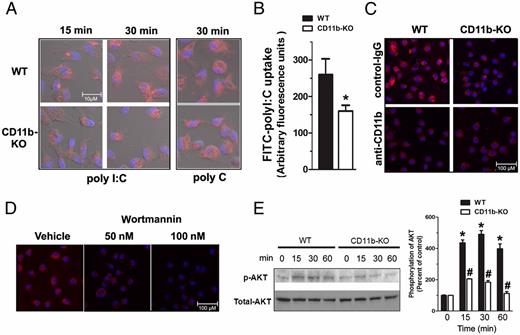 FIGURE 4. Mac-1 facilitates the internalization of poly I:C. Cultured peritoneal macrophages from WT and CD11b−/− mice were incubated with Cy3-labeled poly I:C (10 μg/ml) at 37°C for 15 or 30 min or Cy3-labeled poly C (10 μg/ml) for 30 min. (A) Confocal imaging shows decreased intracellular Cy3 fluorescence in CD11b−/− macrophages compared with WT macrophages after these cells were treated with Cy3-labeled poly I:C but not with Cy3-labeled poly C. (B) Macrophages from WT and CD11b−/− mice were incubated with FITC-labeled poly I:C (10 μg/ml) at 37°C for 30 min. After the fluorescence of extracellular surface-bound FITC-labeled poly I:C was quenched by trypan blue (1 mg/ml), the fluorescence density of the internalized FITC-labeled poly I:C was measured by flow cytometry and was present after the subtraction of nonspecific autofluorescence in untreated control cells. (C) After pretreatment with normal IgG (2.5 μg/ml) or anti-CD11b Ab (2.5 μg/ml) for 15 min, macrophages from WT and CD11b−/− mice were incubated with Cy3-labeled poly I:C for 30 min. Confocal imaging showed reduced fluorescence density in the Ab-treated group. (D) The pretreatment of WT macrophages for 15 min with PI3K inhibitor wortmannin attenuated the uptake of Cy3-labeled poly I:C. (E) Western blot analysis on poly I:C–challenged WT and CD11b−/− macrophages at different time points. Impaired AKT phosphorylation was observed in CD11b−/− macrophages. Data are mean ± SEM from three independent experiments in triplicate. *p < 0.01 versus vehicle-treated controls, #p < 0.01 versus poly I:C–treated WT groups.