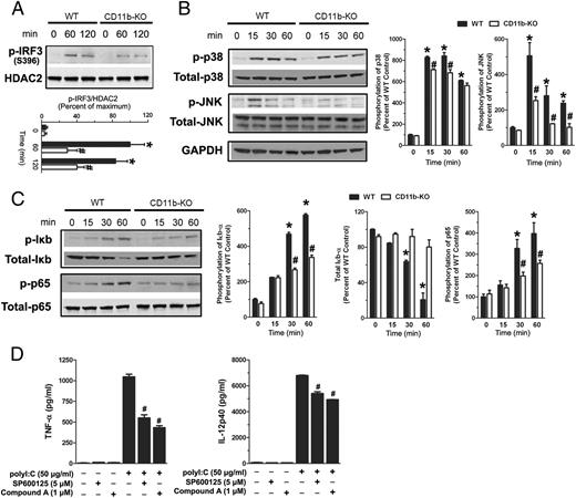 FIGURE 5. Mac-1 altered the poly I:C–induced downstream signaling pathway. (A) Peritoneal macrophages from WT and CD11b−/− mice were treated with 50 μg/ml poly I:C. The nuclear fraction was extracted from these cells 60 or 120 min after the treatment. The phosphorylation and the nuclear translocation of IRF3 protein were examined by using phospho-IRF3 (Ser396) Ab. Ab specific for nuclear marker HDAC2 was included to monitor loading errors. (B) MAPK pathway activation was determined by the phosphorylation of its major kinases p38 and JNK at the indicated time points (0, 15, 30, or 60 min) in the whole-cell lysates. (C) The activation of NF-κB was indicated by the phosphorylation of p65 and Iκbα (an inhibitory cofactor of NF-κB) and the degradation of Iκbα in the whole-cell lysis. (D) Peritoneal macrophages from WT mice were pretreated with the JNK inhibitor SP600125 and the NF-κB inhibitor Compound A for 30 min, followed by vehicle or poly I:C challenge. Secreted TNF-α and IL-12p40 were determined by ELISA after 24 h. Both inhibitors significantly reduced poly I:C–stimulated cytokine production. All immunoblot lanes are representative results from three independent experiments. Data are mean ± SEM from three independent experiments in triplicate. *p < 0.05 versus WT controls, #p < 0.05 versus poly I:C–treated WT macrophages.