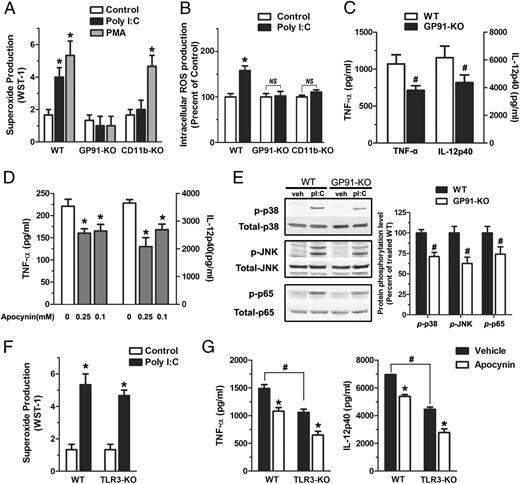 FIGURE 6. Mac-1–dependent activation of NOX2 enhanced poly I:C–elicited immune response. Macrophages from WT, CD11b−/−, and gp91−/− mice were treated with vehicle, poly I:C (50 μg/ml), or PMA (50 nM). (A) Production of extracellular superoxide was measured by the SOD-inhibitable reduction of WST-1. (B) iROS was determined by using the fluorescent DCFH-DA probe. (C) Secreted TNF-α and IL-12p40 were detected in WT and gp91−/− macrophages treated with 50 μg/ml poly I:C for 24 h. (D) WT macrophages were pretreated with vehicle or apocynin (0.1 or 0.25 mM) for 15 min, and secreted TNF-α and IL-12p40 were measured after a 24-h treatment with 50 μg/ml poly I:C. (E) Western blot analysis showed impaired phosphorylation of p38, JNK, and p65 in gp91−/− macrophages challenged with 50 μg/ml poly I:C. (F) After stimulation with poly I:C (50 μg/ml) or PMA (50 nM), TLR3−/− and WT (TLR3+/+) macrophages produced a similar amount of extracellular superoxide. (G) TLR3−/− and WT (TLR3+/+) macrophages were pretreated with vehicle or apocynin (0.1 mM) for 15 min, and secreted TNF-α and IL-12p40 were measured 24 h after the cells were treated with 50 μg/ml of poly I:C. Data are mean ± SEM from three independent experiments in triplicate. *p < 0.01 versus vehicle-treated controls, #p < 0.01 versus WT mice.
