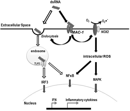FIGURE 7. The role of Mac-1 in dsRNA-mediated signaling in the macrophage. The membrane receptor TLR3 recognizes and binds internalized extracellular dsRNA only in acidified endosomes and then activated TLR3 induces type I IFN production via IRF3 and proinflammatory cytokine generation via the NF-κB pathway. The present study identifies Mac-1 (CD11b/CD18 or CR3) as a novel PRR on the surface of macrophages. Mac-1 senses and binds extracellular dsRNA to facilitate the endocytosis of extracellular dsRNA, thereby amplifying the TLR3-dependent signaling, or to activate oxidative enzyme NOX2 to produce ROS, thereby activating the MAPK and NF-κB pathways to induce proinflammatory cytokine production in a TLR3-independent manner.