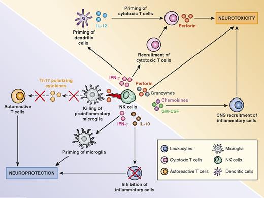 FIGURE 4. NK cells could initiate neurotoxicity and neuroprotection following brain disorders. NK cells diminished animal survival in cerebral malaria by activation of cytotoxic T cells and DCs through secretion of IFN-γ. The exocytosis of cytotoxic granules following CNS infection may also initiate inflammatory cascades leading to brain injury. Alternatively, IFN-γ could generate neuroprotection through activation of microglia with neuroprotective function. Finally, it was described that in the context of EAE, NK cells reduce neurotoxicity of autoreactive T cells by killing proinflammatory microglia.