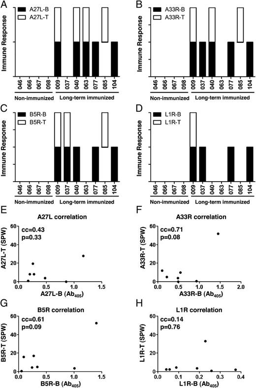 FIGURE 7. No direct linkage between CD4+ T cell responses and Ab responses against A27L, A33R, B5R, and L1R in long-term immunized donors. Ab responses (B, black solid unit bar) and CD4+ T cell responses (T, open unit bar) against (A) A27L, (B) A33R, (C) B5R, and (D) L1R for four nonvaccinated donors (046, 066, 067, 098) and seven long-term vaccinia virus-vaccinated donors (009, 037, 040, 063, 077, 085, 104). The Ab response was considered positive if the Ab405 (absorbance at 405 nm in ELISA) was greater than the average + 3*SD of the Ab405 in the nonvaccinated donors. The CD4+ T cell responses were considered positive if the SPW (in IFN-γ–ELISPOT) for protein was >2*SPW for medium and SPW (protein) − SPW (medium) >5. A unit bar was shown if the donor had positive responses against the corresponding protein. (E–H) Correlation between CD4+ T cell responses and Ab responses in the seven vaccinated donors were analyzed for (E) A27L, (F) A33R, (G) B5R, and (H) L1R, with correlation coefficient and p value indicated in the upper left of each plot.