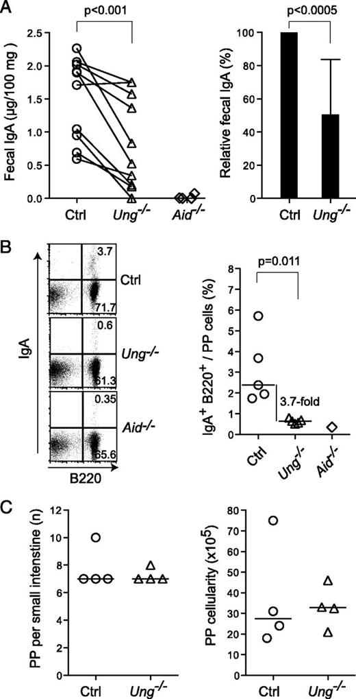 FIGURE 5. Moderately reduced Peyer’s patches IgA+ B cells and fecal IgA titers in Ung−/− mice. (A) IgA concentration in extracts of fresh feces from 2- to 14-mo-old Ung−/− and control littermates as determined by ELISA. Age-matched Aid−/− mice were included as background control. Average values for all Ung−/− mice normalized to their corresponding control littermate set as 100% are plotted on the right. The p values from paired and unpaired two-tailed t test, respectively, are shown. (B) Proportion of IgA+ B cells in Peyer’s patches from the small intestine of Ung−/− and control mice. Representative flow cytometry profiles of Peyer's patches (PP) lymphocytes stained with anti-B220allophycocyanin and anti-IgAPE are shown for 1-y-old littermates with the proportion of IgA+ B220+ cells indicated. An age-matched Aid−/− mouse was similarly analyzed as background control. The median percentage of IgA+ B220+ PP cells from five Ung−/− versus control littermates (4–14 mo old) is plotted. The p value from paired two-tailed t test. (C) Number of PP and absolute number of PP lymphocytes per small intestine of the mice used in (B).