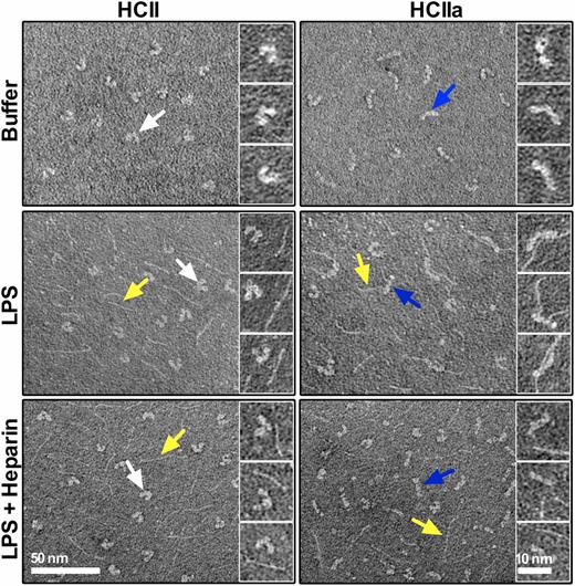 FIGURE 3. Cleavage of HCII induces a conformational change and LPS binding. Electron micrographs showing intact HCII or HLE-cleaved HCII (HCIIa), which were incubated with LPS or LPS with heparin or buffer only. Arrows: white, native HCII; blue, HCIIa; and yellow, LPS.