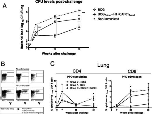 FIGURE 1. Protection and PPD responses in BCG and BCG/H1+CAF01 boosted mice in a long-term model of M. tuberculosis infection. (A) Bacterial load in lungs of mice chronically infected for 50 wk. Mice (C57BL/6) were immunized once with 5 × 106 BCG Danish by the s.c. route at the base of the tail (0.2 ml 2.5 × 107 CFU/ml BCG Danish). Four weeks later, one group received a single s.c. booster with 2 μg of the heterologous subunit vaccine H1 (Ag85B-ESAT-6)+CAF01 (250/50). Six weeks after the booster, mice were aerosol challenged with M. tuberculosis Erdman. Mice (6 mice/group/time point) were subsequently euthanized at weeks 7, 26, and 50 into the infection, and CFU levels were determined in BCG, BCGPrime-H1+CAF01boost, as well as nonimmunized, challenged mice. Error bars represent SEM. ANOVA with Tukey posttest. Week 7 postinfection: ***p < 0.001; BCG versus BCGPrime-H1+CAF01boost n.s.; week 26 postinfection: ***p < 0.001; BCG versus nonimmunized n.s.; week 50 postinfection: ***p < 0.001; BCG versus nonimmunized n.s.; BCG versus BCGPrime-H1+CAF01boost n.s. Repeated once until week 26 with comparable results. (B) Evaluation of CD4 responses to PPD in mice preinfection and postinfection (here lung responses of BCG-H1/CAF01 mice 7 wk postimmunization). As shown, IFN-γ–, TNF-α–, and IL-2–producing CD44high cells were gated and based on Boolean gating, and cytokine coexpression profiles were established (seven subpopulations of cytokine-producing cells in any combination). The frequency of Ag-specific “any cytokine-response” was established, as well as the degree of multifunctionality. Finally, IL-2 +ve cells (in any combination) of the cytokine-responding cells were determined, both in terms of proportion and frequency to determine levels of self-renewing memory T cells induced and maintained into chronicity by the different immunization regimens. (C) Time course of PPD-responsive (IFN-γ, TNF-α, IL-2 in any combination) CD4 and CD8 T cells in lungs before and long into a chronic M. tuberculosis infection (n = 4 mice/group/time point (though 3 mice/group at day 0); error bars indicate SEM. Repeated once until week 26 with comparable results. ANOVA with Tukey posttest; *p < 0.05.