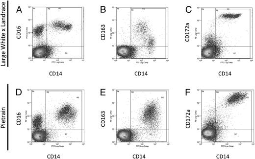 FIGURE 1. Cytometry characterization of freshly harvested PBMCs. Freshly harvested PBMCs from young male Large White × Landrace (A–C) and from a young male Pietrain (D–F) were stained with Abs CD14-FITC and either CD16-PE (A–D), CD163-PE (B–E), or CD172a-PE (C–F). No specific staining was shown when using their respective isotype control. Figure is representative of three different experiments. Other breeds are shown in the supplemental figures.