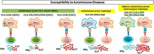 FIGURE 2. HLA class II alleles predispose to autoimmune diseases through secretion of proinflammatory cytokines. HLA-DR2, DR3, DR4, DQ6 (0602), and DQ8 (0302) alleles are associated with development of autoimmune diseases, such as multiple sclerosis, rheumatoid arthritis, type 1 diabetes, and systemic lupus erythematosus. These molecules activate autoreactive CD4 T cells, secreting proinflammatory cytokines such as IL-17 and IFN-γ. In a disease-prone haplotype, both class II molecules synergize to induce more severe disease through production of increased levels of proinflammatory cytokines, such as IFN-γ and IL-17. Heterozygosity for two disease-prone haplotypes results in a cascade of proinflammatory cytokines.