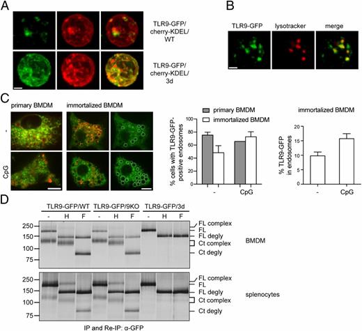 FIGURE 5. Functional UNC93B1 is required for TLR9-GFP cleavage, trafficking, and maturation in BMDMs and B cells. (A) Purified resting B cells of TLR9-GFP/cherry-KDEL/WT or TLR9-GFP/cherry-KDEL/3d mice were isolated and imaged by confocal microscopy. (B) Purified resting B cells of TLR9-GFP/WT mice were incubated with LysoTracker and imaged by confocal microscopy. (C) BMDMs derived from TLR9-GFP/WT transgenic mice or immortalized BMDMs stably transduced with TLR9-GFP were incubated with LysoTracker and either left unstimulated (−) or stimulated for 1 h with 1 μM of CpG and analyzed by confocal microscopy. Left panel, Representative image of the quantifications in the middle and right panels. TLR9-GFP–positive endolysosomes are marked with white circles. Middle panel, Shown is the percentage of primary and immortalized cells expressing TLR9-GFP in the endolysosome with or without CpG stimulation, with cells considered positive expressing TLR9-GFP in at least one endosome. Right panel, Shown is the percentage of TLR9-GFP fluorescence in endolysosomes versus the entire cell with or without CpG stimulation in immortalized BMDMs. Quantification of TLR9-GFP expression in endolysosomes was accomplished by measuring the fluorescence intensities of all TLR9-GFP–positive endosomes (encircled regions in left panel) and dividing the values by the fluorescence intensity of the entire cell. (D) BMDMs (upper panel) and total splenocytes (lower panel) from TLR9-GFP/WT, TLR9-GFP/9KO, or TLR9-GFP/3d mice were metabolically labeled with [35S]methionine/cysteine for 1 h and chased for six (BMDMs) or three (splenocytes) hours. TLR9-GFP was immunoprecipitated and reimmunoprecipitated with an anti-GFP Ab. Immunoprecipitates were left untreated (−) or digested with Endo H or PNGase F and separated by SDS-PAGE. IP, Immunoprecipitation; Re-IP, reimmunoprecipitation; H, Endo H; F, PNGase F; FL, full-length TLR9-GFP; Ct, C-terminal fragment of TLR9-GFP; degly, deglycosylated. Scale bar, 1.5 μm (A, B) and 10 μm (C). For (C), a minimum of 68 cells was analyzed for each condition (unstimulated and CpG stimulated). Shown are representative results from two (A) and three (B, D) independent experiments, and a representative image and mean + SEM of two (primary BMDMs) and three (immortalized BMDMs) independent experiments (C).