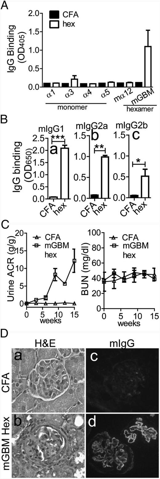FIGURE 8. GN in COL4A3-humanized mice immunized with mouse GBM NC1 hexamers is associated with the production anti–GBM IgG autoantibodies, which are not subclass restricted. (A) Specificity of serum mIgG Abs from COL4A3-humanized mice immunized with mouse GBM NC1 hexamers (open bars, n = 4) or CFA (filled bars, n = 3) was analyzed by ELISA in plates coated with recombinant α1NC1, α3NC1, α4NC1, or α5NC1monomers (100 ng/well) and affinity-purified mouse (m) α12NC1 hexamers or total NC1 hexamers from mouse GBM (300 ng/well). Mouse sera were diluted 1:100. (B) Analysis of mIgG1 (a), mIgG2a (b), and mIgG2b (c) subclasses of autoantibodies binding to mouse GBM NC1 hexamers (300 ng/well) in sera from COL4A3-humanized mice immunized with mouse GBM hexamers (open bars). Sera from CFA-immunized were used as negative controls (filled bars). Mouse sera were diluted 1:100. The significance of differences between groups was assessed by t test. *p < 0.05, **p < 0.01, ***p < 0.001. (C) ACR (left) and BUN (right) were monitored as indicators of renal function in COL4A3-humanized mice immunized with mouse GBM NC1 hexamers (□) or CFA (△). Means and SD are shown (n = 4 mice). (D) Kidney histology in COL4A3-humanized mice immunized with CFA (a, c) or mouse GBM NC1 hexamers (b, d) was evaluated by light microscopy (H&E staining) (a, b), and glomerular deposition of mouse IgG (c, d) by direct IF staining. Original magnification ×400.