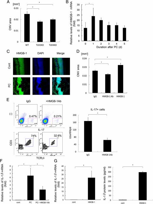 FIGURE 5. Suppression of IL-17 and IL-1β induction by blockade of HMGB-1. (A) On day 7 after laser treatment, the sizes of CNV areas were compared among WT, TLR2, and TLR4 KO mice (n = 10–12). The experiments were repeated three times with similar results. Data are mean ± SE. *p < 0.01. (B) Total RNA was extracted from the eyes of WT mice on the indicated days after laser treatment (n = 3). HMGB-1 mRNA levels were normalized to HPRT levels in each sample. Data are mean ± SE. *p < 0.05. (C) Immunohistochemical analysis of normal retina and RPE/choroid sections (upper panels) or retina and RPE/choroid sections 4 d after laser treatment (lower panels). The retina and RPE/choroid sections were double stained with anti–HMGB-1 (green) and DAPI (blue). Original magnification ×10. (D) On day 7 after laser treatment, the sizes of the CNV areas were compared among WT mice inoculated with control IgG, Ab to HMGB-1, or HMGB-1 into the vitreous cavities immediately after laser treatment (n = 10–15). Data are mean ± SE. *p < 0.01. (E) Intracellular staining data for IL-17A in laser-treated WT mice on day 4 with or without Ab to HMGB-1 inoculation into the vitreous cavities immediately after laser treatment (n = 2) (upper panels). Results of gating for IL-17A+ cells (lower panels). The bar graph represents the fraction of the IL-17A+ cell populations. The experiments were repeated three times with similar results. Data are mean ± SE. *p < 0.01. (F) Total RNA was extracted from the eyes of WT mice, with or without Ab to HMGB-1 inoculation into the vitreous cavities immediately after laser treatment, on day 1 after laser treatment (n = 3). Il1b mRNA levels were normalized to HPRT levels in each sample. *p < 0.01. (G) RAW cells (2 × 105) were treated or not with 1 μM rHMGB-1 for 24 h. The expression levels of Il1b mRNA were monitored using real-time PCR, and the data were normalized to HPRT levels (n = 3). IL-1β protein levels in the culture supernatant were determined by ELISA. *p < 0.01.