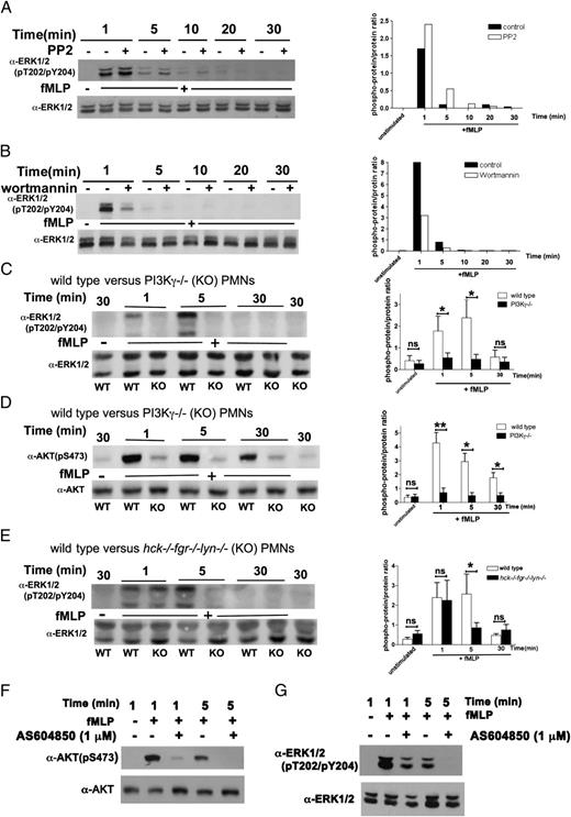 FIGURE 2. Different roles of PI3K and SFK activities in fMLF-induced ERK phosphorylation. Human or murine neutrophils were stimulated in the presence or the absence of the indicated inhibitors and lysed as described in Fig. 1 and Materials and Methods. Lysates were subjected to immunoblot analysis with Abs of the indicated specificity as described in Materials and Methods. Human neutrophils stimulated with 1 μM fMLF in the presence or the absence of PP2 (A) or wortmannin (B). Graphs to the right of the immunoblots report densitometric analysis, expressed as ratio between the phosphoprotein versus the total ERK protein signal. One representative experiment of three to four performed with identical results is reported. (C and D) Wild-type or PI3Kγ−/− murine neutrophils were left untreated or stimulated with 5 μM fMLF and lysed at the time points indicated. Graphs to the right of the immunoblots report densitometric analysis expressed as ratio between the phosphoprotein versus the total ERK (C) or AKT (D) protein signal. Mean results ± SD of three independent experiments are reported. (E) Wild-type or hck−/−fgr−/−lyn−/− neutrophils were stimulated as described above for analysis of ERK phosphorylation. Graphs to the right of the immunoblots report densitometric analysis expressed as ratio between the phosphoprotein versus the total ERK protein signal. Mean results ± SD of three independent experiments are reported. (F and G) Human neutrophils were stimulated with 1 μM fMLF in the presence or the absence of 1 μM AS604850 for analysis of AKT and ERK phosphorylation. One representative experiment of two to three performed with identical results is reported. *p < 0.05, **p < 0.01.