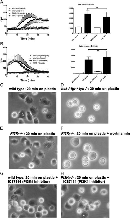 FIGURE 5. Late, TNF-induced ROS generation is independent of PI3Kγ. Neutrophils were isolated from wild-type or PI3γ knockout mice as described in Materials and Methods and plated in fibrinogen-coated wells in the presence of 5 ng/ml TNF (A) or in tissue-culture plastic wells in the absence of any stimulus (B). Mean results ± SD of four independent experiments are reported. (C–F) Neutrophils were isolated from wild-type, hck−/−fgr−/−lyn−/− knockout, or PI3γ knockout mice as described in Materials and Methods and plated in tissue-culture plastic wells in the absence of any stimulus. Note that whereas both wild-type and PI3γ knockout neutrophils spread on plastic, either deficiency of Hck, Fgr, and Lyn or treatment with wortmannin totally suppressed spreading. Wild-type (G) or PI3γ knockout (H) neutrophils were plated in tissue-culture plastic wells in the absence of any stimulus and in the presence of 0.5 μM IC 87114. Photos were taken with a ×40 objective after 20 min. KO, Knockout; WT, wild-type.