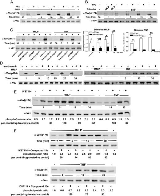 FIGURE 7. SFKs are indispensable for phosphorylation of Vav during the early and the late phase of ROS generation. Human neutrophils were plated in fibrinogen-coated wells and stimulated with 1 μM fMLF (A) or 10 ng/ml TNF (B) in the presence or the absence of PP2 as described in Materials and Methods. After different times of incubation, cells were lysed and lysates subjected to immunoblot analysis with Abs of the indicated specificity as described in Materials and Methods. One representative experiment of three performed with identical results is reported. (C) Neutrophils were isolated from wild-type or hck−/−fgr−/−lyn−/− knockout mice as described in Materials and Methods and plated in fibrinogen-coated wells. Cells were stimulated with 5 μM fMLF or 5 ng/ml TNF. After different times of incubation, cells were lysed and lysates subjected to immunoblot analysis with Abs of the indicated specificity. Graphs to the right of the immunoblot report densitometric analysis, expressed as ratio between the phosphoprotein versus the total Vav protein signal. Mean results ± SD of three independent experiments are reported. *p < 0.05, **p < 0.01, ***p < 0.001 (D–F). Human neutrophils were plated in fibrinogen-coated wells and stimulated with 10 ng/ml TNF or 1 μM fMLF in the absence or the presence of 100 nM wortmannin (D), 0.5 μM IC87114 alone, (E) or in combination with 0.1 μM compound 15e (F). After different times, cells were lysed and processed for immunoblot analysis as described in Materials and Methods. One representative experiment of two to three performed is reported.
