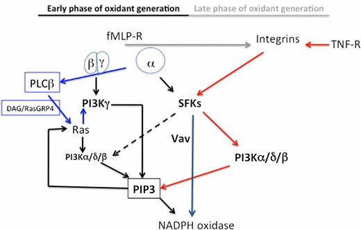 FIGURE 8. Model for signal transduction mechanisms regulating early, adhesion-independent, and late, adhesion-dependent neutrophil ROS generation. Trimeric G proteins coupled to fMLF receptor(s) (fMLF-R) dissociate in a β/γ heterodimer and a Gαi subunit upon ligand–receptor interaction. The β/γ heterodimer activates PI3Kγ that promotes formation of PIP3. The evidence that Ras activation and phosphorylation of the Ras downstream target ERK is virtually absent in PI3Kγ-deficient murine neutrophils (Figs. 2, 3) suggests that activation of GEFs for Ras by PIP3 may result in activation of class IA PI3Ks. However, this scenario is complicated by the recent demonstration that G protein–coupled receptors impinge on PI3Kγ via a PLCβ/diacylglycerol/RasGRP4 pathway (blue arrows) that plays a key role in PI3K-dependent neutrophil responses (33). Taken together, these findings point to the existence of a positive-feedback circuit of PI3K activation implicating Ras/PI3Kγ/Ras. Gαi, β-arrestin bound to the receptor–G protein complex or the G protein–coupled receptor directly, impinges on SFKs (43, 44). For the sake of simplicity, only the first possibility is highlighted in the drawing. Although mechanism of activation of SFKs by trimeric G protein–coupled receptors in neutrophils is still unknown, several reports pointed to a role of SFKs in signal transduction by this class of receptors (14, 38, 45–49). Activation of PI3Kγ and SFKs are both essential for the early activation of NADPH oxidase by fMLF, and either deficiency or inhibition of these kinases results in a marked or total suppression of ROS formation in murine or human neutrophils, respectively (Fig. 4, Supplemental Fig. 1). Because inhibitors of the class IA PI3K isoforms PI3Kα and PI3Kδ inhibit the early phase of ROS generation (Fig. 6), it is likely that a positive-feedback circuit triggered by PI3Kγ/Ras results in activation of class IA PI3Ks. Albeit, using selective inhibitors, we found that PI3Kβ plays a minor role in the early response to fMLF, this PI3K isoform has been implicated in the prolonged, late phase of ROS generation by neutrophils adhering to Aspergillus hyphae or immune complexes (26, 50). It is likely that class IA PI3Ks play a highly redundant role in regulation of this response. SFKs play a minor role in activation of class IA PI3Ks (broken arrow) in the early response to fMLF. In fact, inhibition of SFKs by PP2 in human, or deficiency of Hck, Fgr, and Lyn in murine, neutrophils only slightly inhibits, or has no effect on, phosphorylation of the PI3K downstream target AKT, respectively (Fig. 1). SFK inhibition (Supplemental Fig. 1) or deficiency (Fig. 4) result in a total or marked reduction of ROS generation. One important target of SFKs is the Vav family of GEFs for Rac. Inhibition of SFKs by PP2 in human, or deficiency of Hck, Fgr, and Lyn in murine, neutrophils results in a total inhibition of Vav phosphorylation (Fig. 7). Following interaction with chemoattractants, TNF, or other cytokines, neutrophils generate ROS in a fashion characterized by lateness and β2 integrin dependency (6). This response is totally independent of PI3Kγ (Figs. 4, 5), and requires class IA PI3Ks and SFKs (Figs. 5, 6). SFKs regulate class IA PI3Ks in the course of this response (Fig. 1, Supplemental Fig. 3) and are essential for phosphorylation of Vav proteins (Fig. 7).