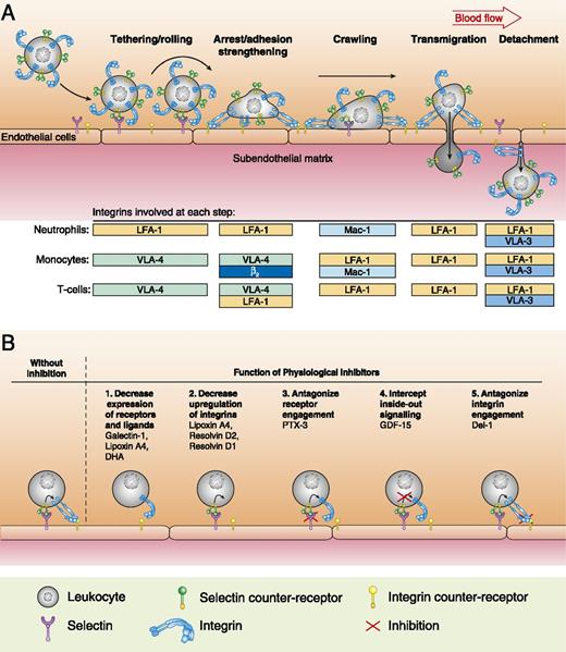 Integrin Regulation during Leukocyte Recruitment | The Journal of ...