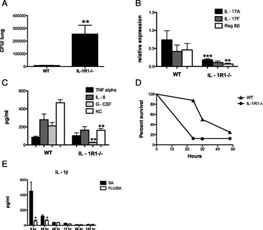 FIGURE 1. IL-1β signaling is critical to Type 17 pathway activation and host defense against S. aureus. C57BL/6 and IL-1R1−/− mice were infected with 4 × 108 CFU of S. aureus for 24 h. (A) Bacterial colony counts in lung homogenate (n = 5). (B and C) Type 17 pathway gene expression in lung RNA (n = 5). (D) Mortality curve for C57BL/6 and IL-1R1−/− mice infected with 1 × 109 CFU of S. aureus (n = 8). C57BL/6 mice were infected with 100 PFU of Influenza A/PR/8/34 or vehicle for 6 d and then challenged with 108 CFU of S. aureus for 6–120 h. (E) IL-1β cytokine concentrations in lung homogenate (n = 6–7). *p < 0.05 versus S. aureus alone, **p < 0.05 versus WT, ***p < 0.10 versus WT.
