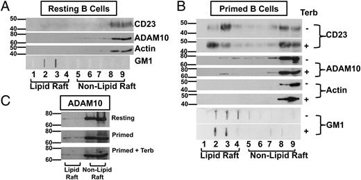 FIGURE 11. CD23 and ADAM10 localization to non–lipid raft domains within primed B cell membranes increases after β2AR stimulation. Resting B cells (A) or CD40L/IL-4–primed B cells (B) were cultured as described in Fig. 1 in the presence (+) or absence (−) of terbutaline (Terb). Whole-cell lysate fractions were isolated from a sucrose density gradient after 2 d. Fractions one through four represent less dense lipid raft fractions, and fractions five through nine represent more dense non–lipid raft fractions. Equal volumes of each cell lysate fraction were analyzed by Western blot for the presence of CD23, ADAM10, and actin. Equal volumes were also loaded via slot blot and analyzed for the presence of GM1, a sphingolipid that is enriched in lipid raft fractions. (C) Equal volumes corresponding to equal amounts of protein in the non–lipid raft fractions were loaded from fractions three/four (lipid raft) and fractions eight/nine (non–lipid raft) and analyzed for ADAM10. One representative blot from three independent experiments is shown, with molecular mass in kilodaltons.