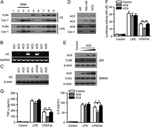 FIGURE 2. AC6 is involved in suppressing TLR4 signaling. (A) BMDMs were treated with LPS (100 ng/ml) for 6 h, then lysed, and fractionated as described in Materials and Methods. The light-to-heavy fractions were designated as fractions 1–9. Fractions were analyzed by immunoblotting using TLR4 Ab. (B) Total RNA was extracted from BMDM, reverse-transcribed, and then PCR performed using AC isoform–specific primer pairs. The image is representative of three experiments. (C) Cell lysates from BMDM were analyzed by immunoblotting with AC isoform–specific Abs for the expression of AC isoforms. (D) AC isoforms expressed in lipid raft, non–lipid raft, or whole-cell lysate (WCL) fractions from BMDM were analyzed by immunoblotting with isoform-specific Abs. Images shown are representative of three experiments. (E) BMDMs were transfected with Myc-AC4 (0.1, 0.3, and 1.0 μg, top panel) or Myc-AC6 (0.1, 0.3, and 1.0 μg, bottom panel) plasmid, then lysed to perform SDS-PAGE, and immunoblotted with anti-Myc and anti-TLR4 Abs. Images shown are representative of three independent experiments (A–E). (F) BMDMs were infected by lentivirus containing luciferase reporter gene and ELAM-1 or IFN-β and AC6 or AC4 with a multiplicity of infection of 10. Twenty-four to 48 h later, the cells were treated with LPS (100 ng/ml) alone or LPS plus forskolin (Fsk; 10 μM) for 6 h. Supernatants were collected, and the cells were lysed before measurement of luciferase activity. (G) TNF-α and IL-6 levels were detected in cell supernatants using ELISA. The results represent the mean ± SEM of three independent experiments (F, G). *p < 0.05. DRM, Detergent-resistant membrane.