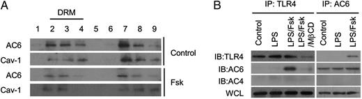 FIGURE 4. AC6 activation is required for interaction with TLR4. (A) BMDM cells were treated with forskolin (Fsk; 100 ng/ml) for 6 h and then lysed and fractionated by sucrose gradient centrifugation. The light-to-heavy fractions are designated as fractions 1–9. Fractions were analyzed in immunoblotting using AC6 Ab. Images shown are representative of three experiments. (B) BMDMs were treated without or with LPS (100 ng/ml) alone, in combination with Fsk (10 μM), or with Fsk and MβCD (5 μM) for 6 h. BMDM lysates were immunoprecipitated (IP) with Ab against TLR4 or AC6, followed by immunoblotting (IB) for the presence of TLR4, AC6, and AC4 in the immune complexes. Images shown are representative of three experiments. DRM, Detergent-resistant membrane.