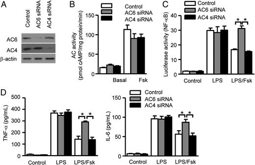 FIGURE 5. Knockdown of AC6 abolishes suppressive effects on TLR4 signaling. (A) Suppression of AC6 or AC4 expression by siRNA in BMDMs. Specific siRNA sequences were transfected into BMDMs, and the efficiency of siRNA in inhibition of AC6 or AC4 expression was determined using immunoblotting. The images shown are representative of three independent experiments. (B) Membranes were prepared from BMDM with AC6 or AC4 knockdown, untreated or treated with LPS and/or forskolin (Fsk), and then AC activities were monitored by determining cAMP content using EIA. (C) BMDMs with AC6 or AC4 knockdown, untreated or treated with LPS and/or Fsk, were transfected with an ELAM-1 promoter–controlled luciferase-reporter gene, then were lysed, and relative luciferase activities were determined. (D) Culture medium from BMDMs was used to detect the levels of cytokines TNF-α and IL-6 using ELISA. Data are mean ± SEM of three independent experiments (B–D). *p < 0.05.